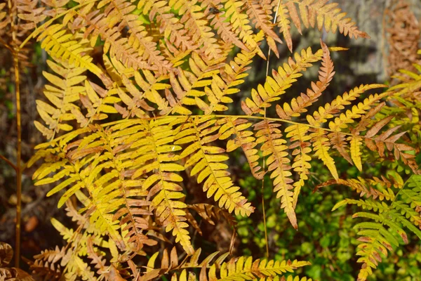 Farnblätter im Herbstwald. — Stockfoto