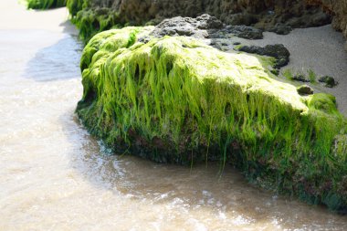 Taş yosun ile büyümüş.