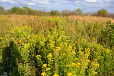 Yaz alanı ile kır çiçekleri.