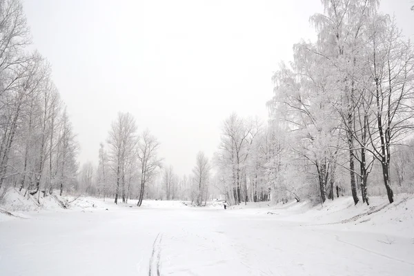 Zimowy krajobraz z pokrytymi śniegiem drzewami. — Zdjęcie stockowe