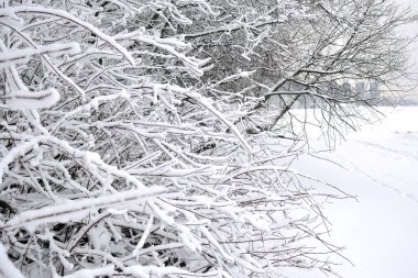 Karla kaplı ağaçlarla kaplı kış manzarası.