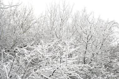 Karla kaplı ağaçlarla kaplı kış manzarası.