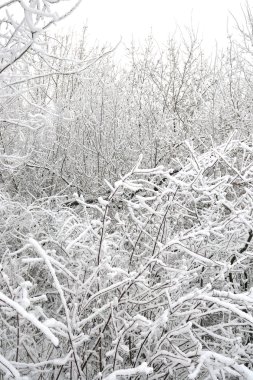 Karla kaplı ağaçlarla kaplı kış manzarası.