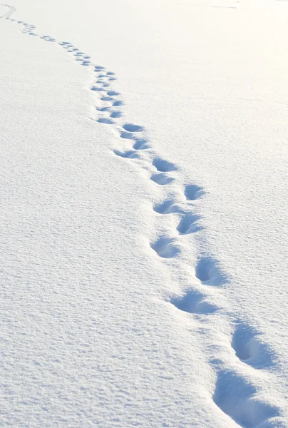 Pegadas na neve. — Fotografia de Stock