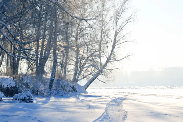 Paisaje de invierno con árboles. — Foto de Stock