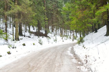Çam ağacı orman, kış.