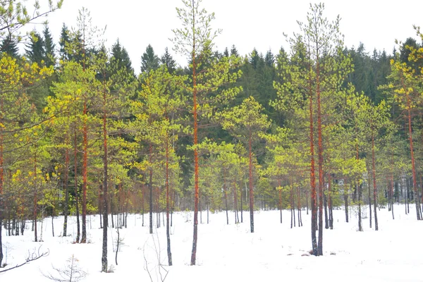 Forêt de pins en hiver . — Photo