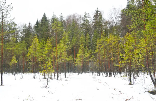 Dennenbos op winter. — Stockfoto