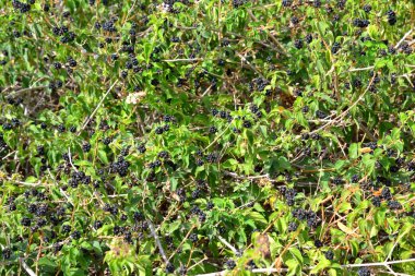 BlackBerry bush arka plan.