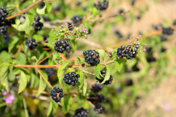 BlackBerry bush bakgrund. — Stockfoto