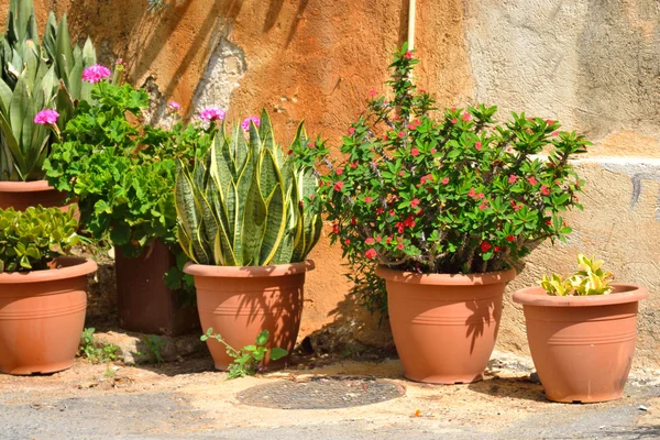 Blumen in Töpfen. — Stockfoto