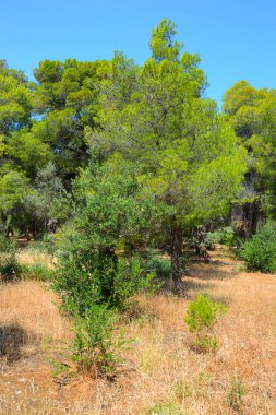 Yaz peyzaj, Yunanistan.