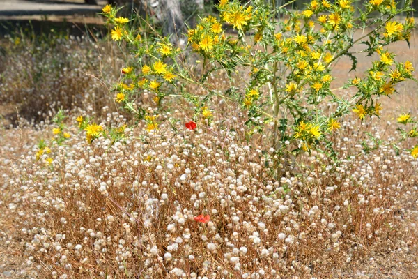 Hierba seca y flores amarillas . —  Fotos de Stock
