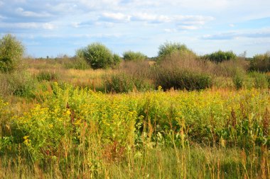 Yaz alanı ile kır çiçekleri.