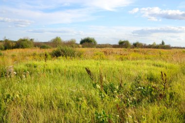 Yaz alanı ile kır çiçekleri.