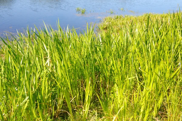 Zegge groene achtergrond. — Stockfoto