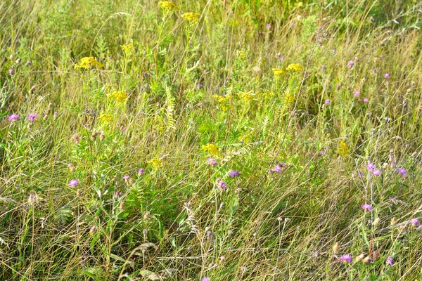 Zomer veld met wilde bloemen. — Stockfoto