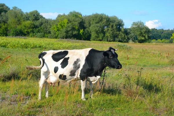 Vaca en el prado . — Foto de Stock