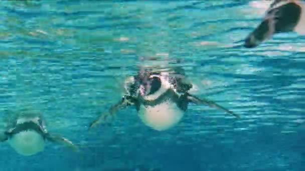 Humboldt-Pinguin (Spheniscus humboldti)) — Stockvideo