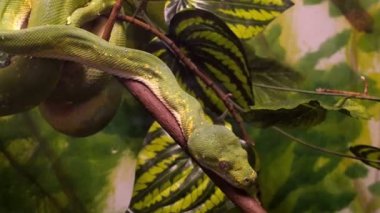 Yeşil ağaç python