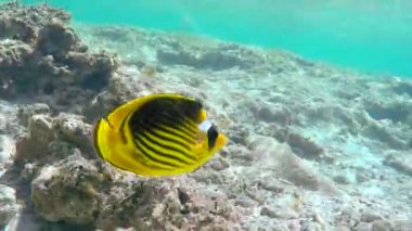Yellow Raccoon Butterflyfish Closeup