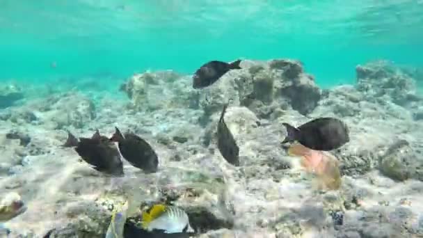 Peces marinos tropicales bajo el agua — Vídeo de stock