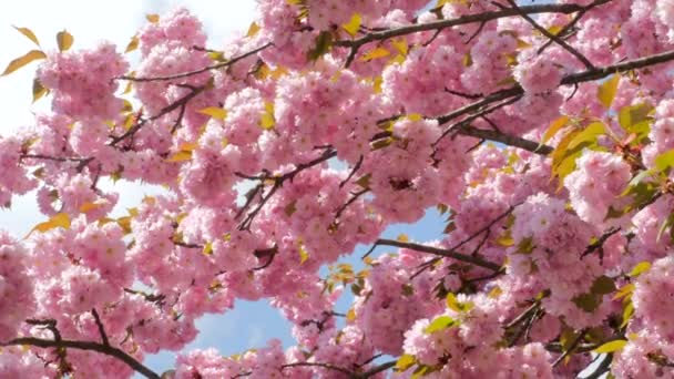 Sacura Blossom Varias ramas — Vídeos de Stock