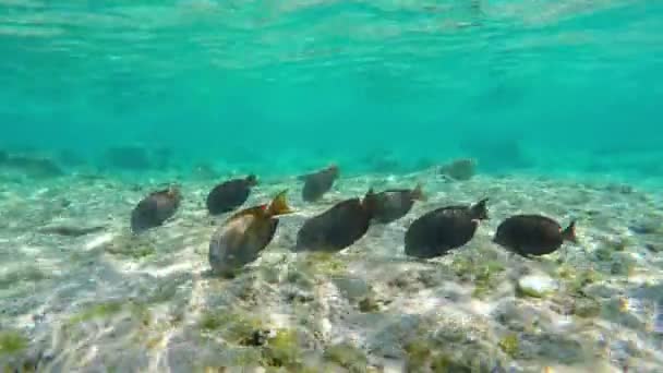 Poissons chirurgiens sombres sous-marins — Video