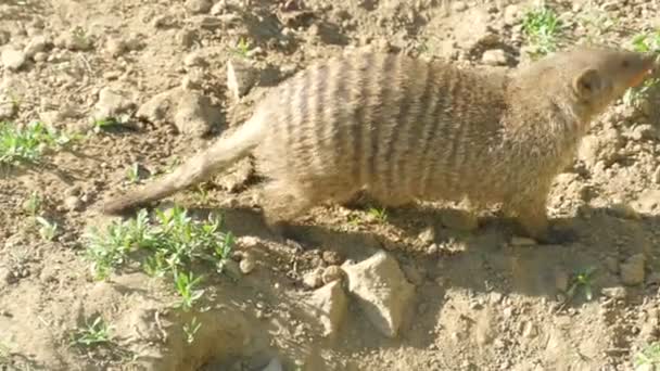 Mangouste baguée (Mungos mungo)