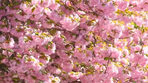 Sacura flor de cereja japonesa — Vídeo de Stock