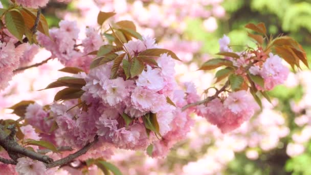 녹색 배경에 사큐라 꽃 — 비디오