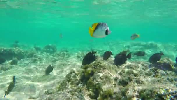 Troupeau de divers poissons de mer tropicale sous-marins — Video