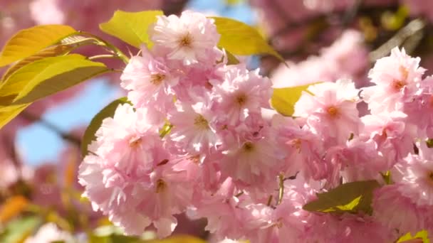 Sacura Blossom With Green Leaves Extreme Closeup — Stock Video