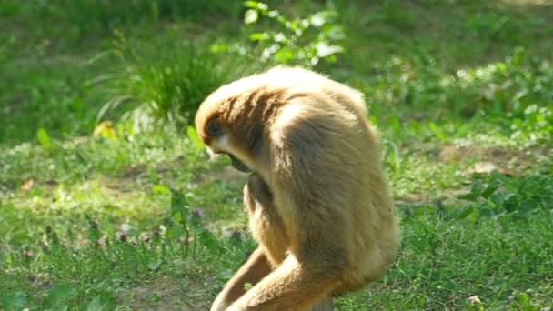 Lar Gibbon (Hylobates Lar) — Stock Video