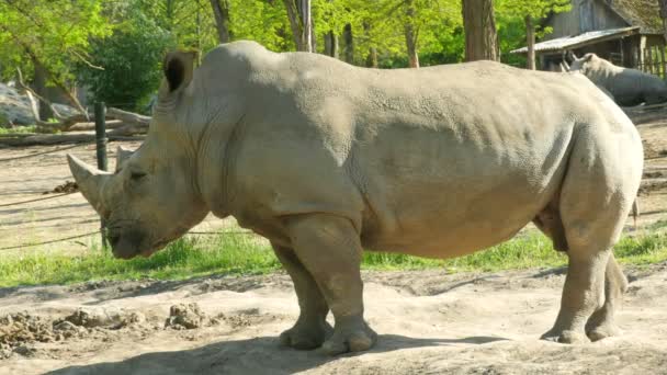 Rinoceronte-branco (Ceratotherium simum ) — Vídeo de Stock