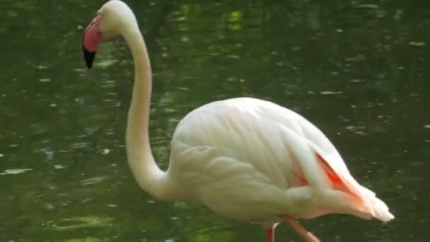 African Pink Flamingo Preening Its Feathers — Stock Video