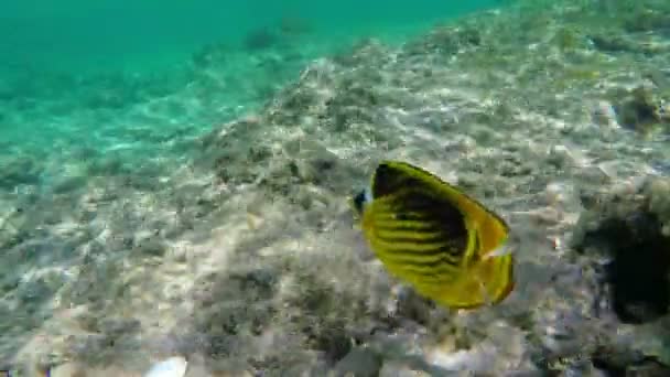 Raton laveur Butterflyfish Chaetodon Lunula Sous-marin — Video