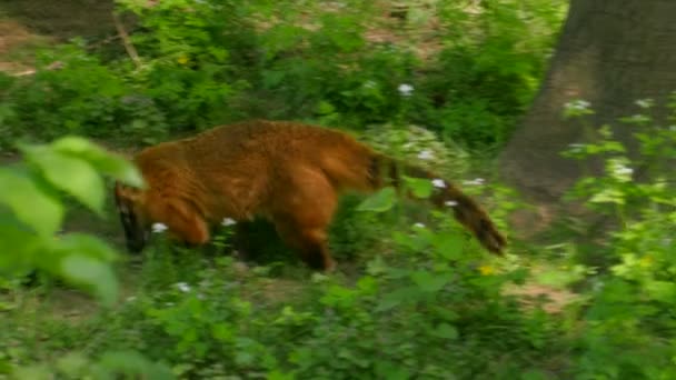 Coati au nez brun poilu 