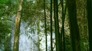 Tropikal Şelale üzerinde Yeşil Bambu