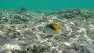 Threadfin Butterflyfish (Chaetodon Auriga) Sualtı