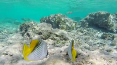 İki Threadfin Butterflyfishes