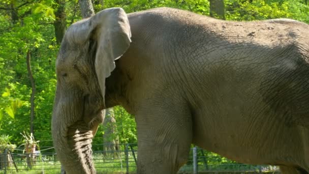 Éléphant d'Afrique (Loxodonta Africana) )