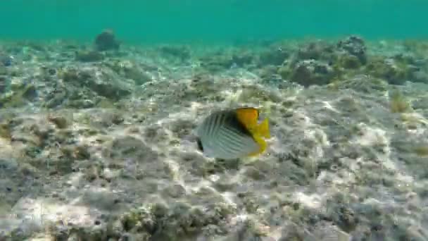 Pez mariposa rosca (Chaetodon Auriga) Bajo el agua — Vídeo de stock