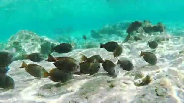 Tmavý Surgeonfishes pod vodou — Stock video
