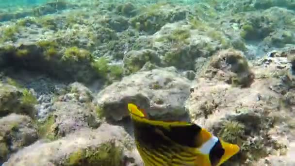 Rainbow Wrasses y Surgeonfishes y Butterflyfishes — Vídeo de stock