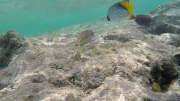 Divers poissons tropicaux — Video