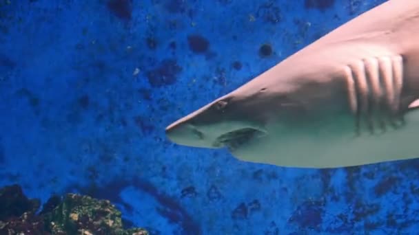 Tubarão tigre de areia (Carcharias taurus ) — Vídeo de Stock