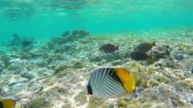 Threadfin Butterflyfishes ve Surgeonfishes