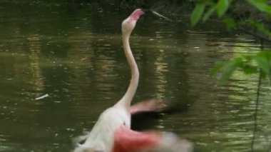Pembe flamingo temizleme tüyleri