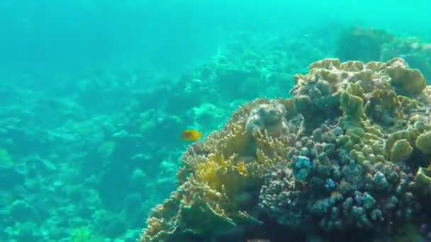 Коралловые рифы под водой — стоковое видео